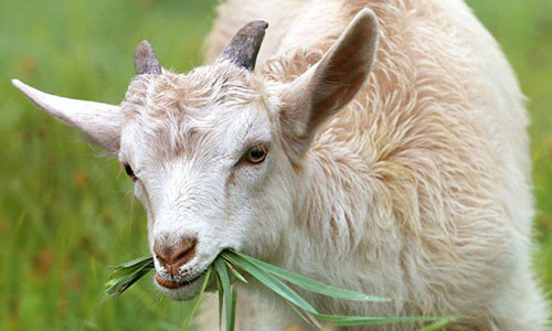 a goat eating leaves